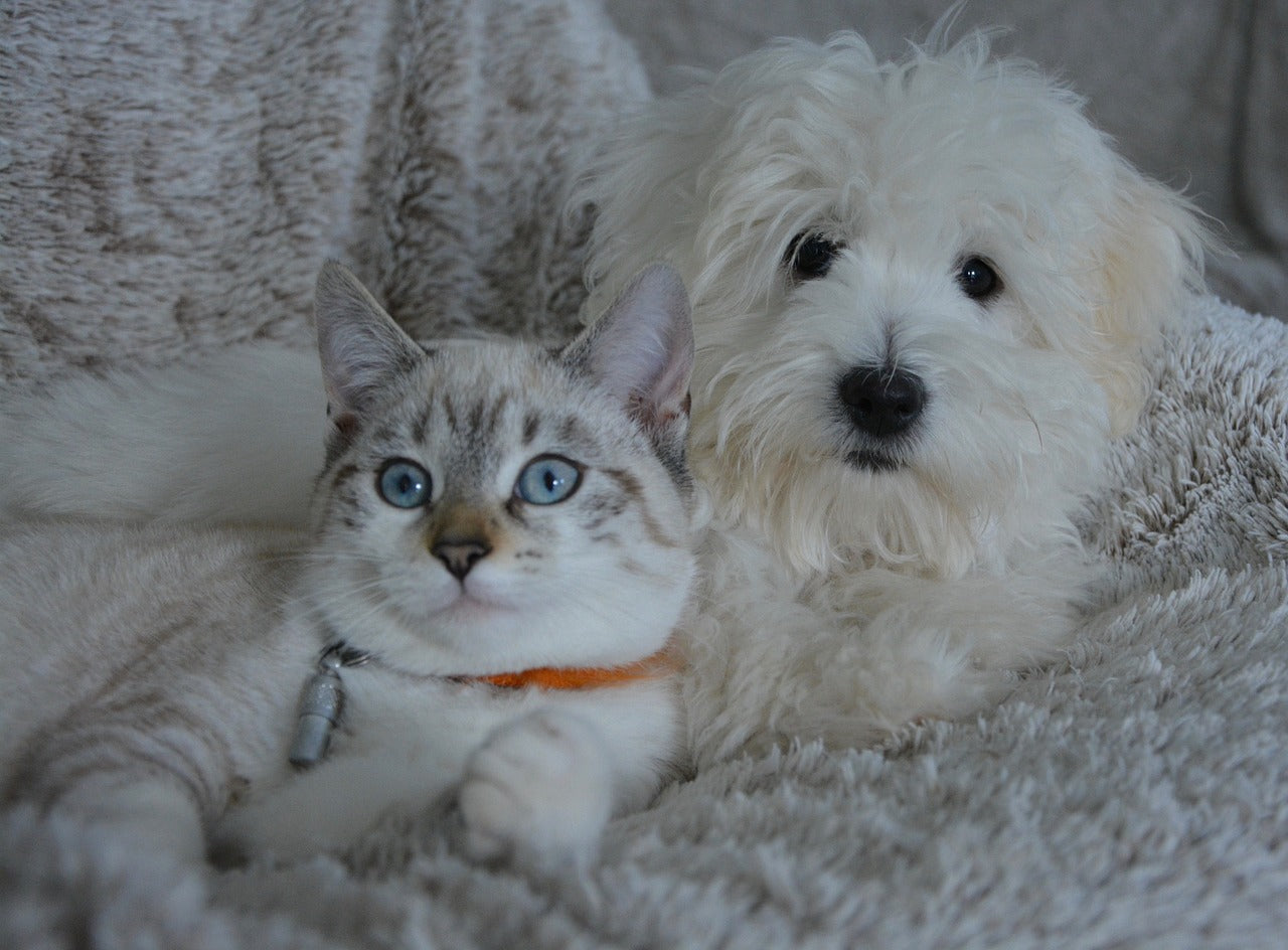 Pet Lifestyle